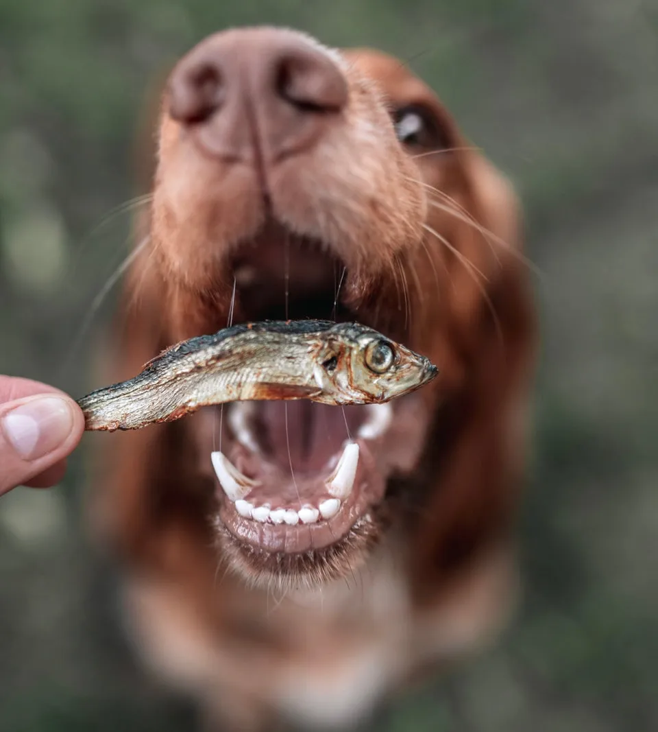 Anco Dried Sprats Dog Treat